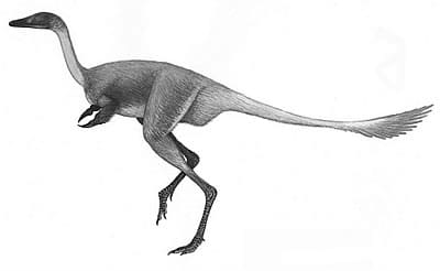 Le dinosaure Mononykus.