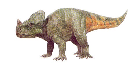 Le dinosaure Montanoceratops.
