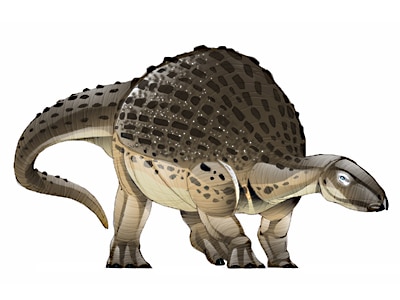 nodosaurus.
