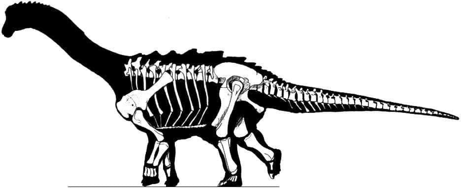 opisthocoelicaudia.