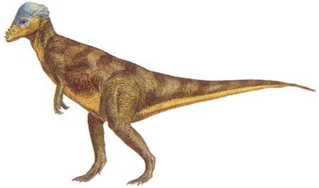 Dinosaure Pachycephalosaurus.