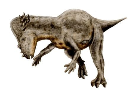 Pachycephalosaure.