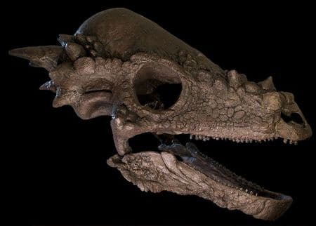 Fossile de crâne de Pachycephalosaurus.