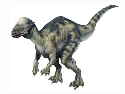 Pachycephalosaurus.