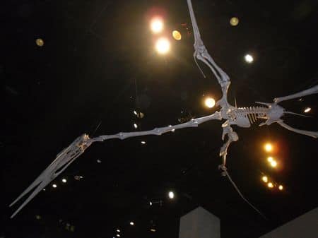 Squelette fossile de Pterodactyle.