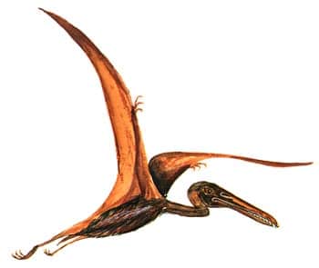 Pterodactyle.