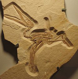 Pterodactyle fossile.