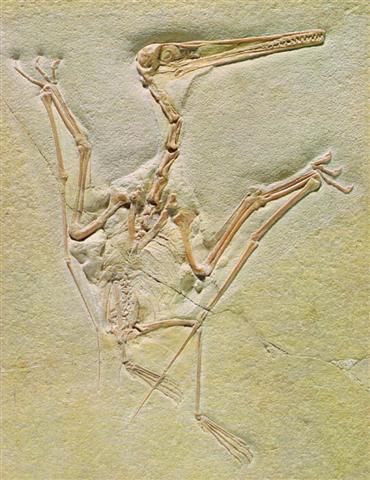 Pterodactylus (Ptérodactyle) fossilisé.