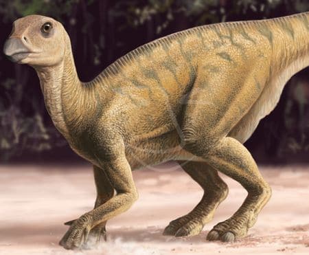 Dinosaure Rhabdodon : il figure parmi les découvertes de fossiles du XIXème siècle en France.