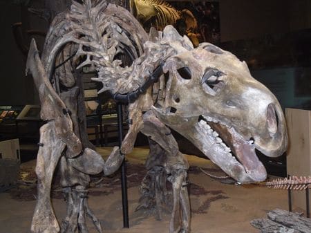 Squelette fossile de Tenontosaurus.