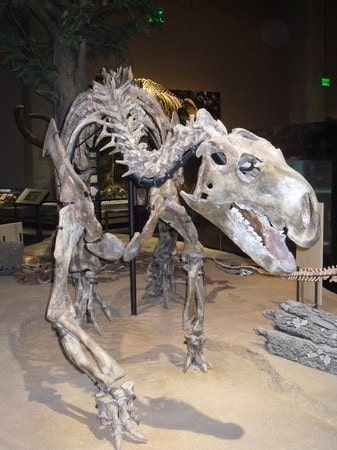 Fossile de Tenontosaurus.