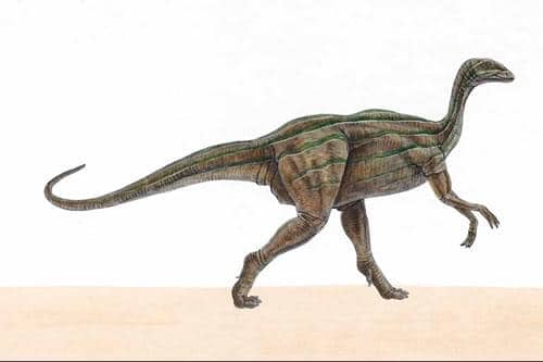 Thecodontosaurus.
