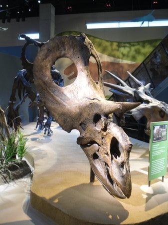 Crâne du dinosaure Torosaurus fossile.