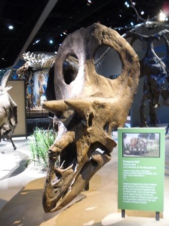 Crâne fossile du dinosaure Torosaurus.