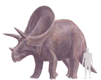 Torosaurus.