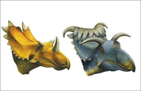A gauche, Utahceratops.
