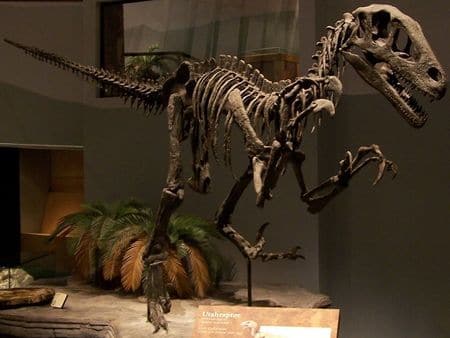 Fossile d'Utahraptor.