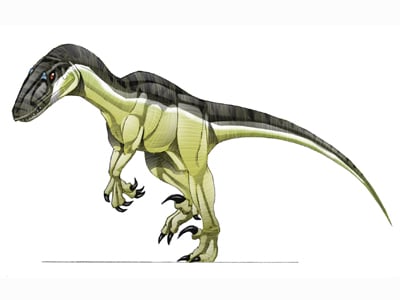 Le dinosaure Variraptor, ancienne représentation sans plumes.