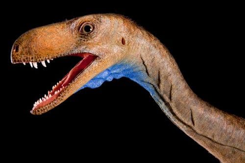 Tête du dinosaure d'Argentine Eodromaeus, un petit théropode carnivore d'environ 5 kg.