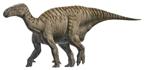 Dinosaure Iguanodon.