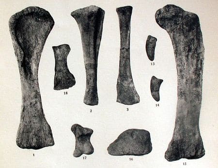 Os fossiles du brachiosaure de Damparis (Jura), un des dinosaures au débuts du Jurassique supérieur en France.