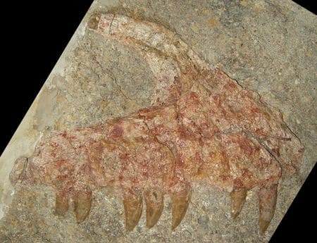 Fossile de dinosaure de Pourcieux, Bouches-du-Rhône.