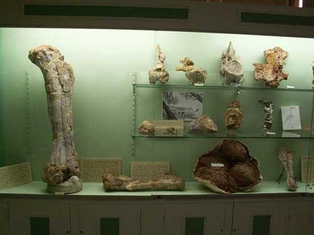 Dinosaures du Crétacé supérieur de l’Ouest de l’Hérault au Musée de Cruzy.
