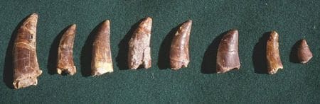 Dents fossiles de dinosaure de Cruzy. 