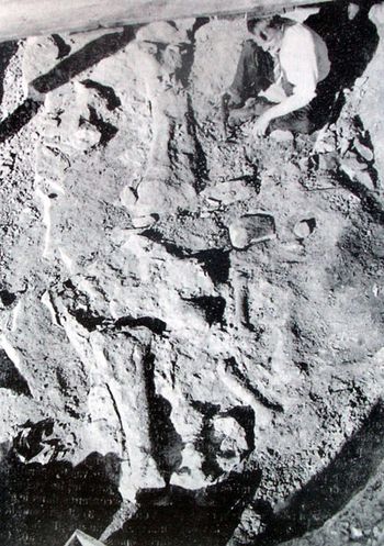 Fouilles paléontologique à carrière de Damparis (Jura).