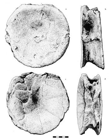 Vertèbre de sauropode du Berriasien de Cherves, Charente-Maritime, un des dinosaures au début du Crétacé en France.