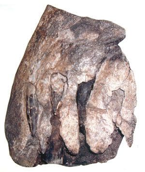 Fossile de dinosaure des Vaches Noires (Calvados).