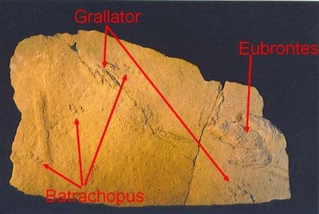 Empreintes de dinosaure fossilisés du Veillon en Vendée (France). De nombreuses empreintes de pas fossiles de dinosaures ont été trouvée en France.