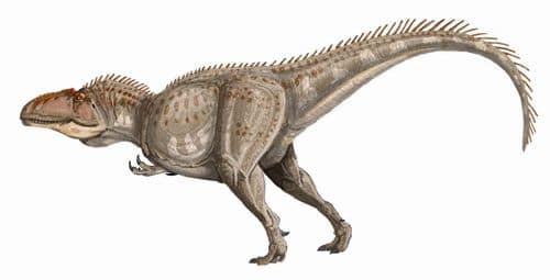 Le dinosaure Giganotosaurus.