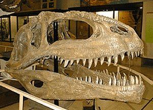 Crâne fossile de Giganotosaurus.