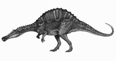 Le dinosaure Irritator, dont les fossiles ont été découvert au Brésil (un crâne).