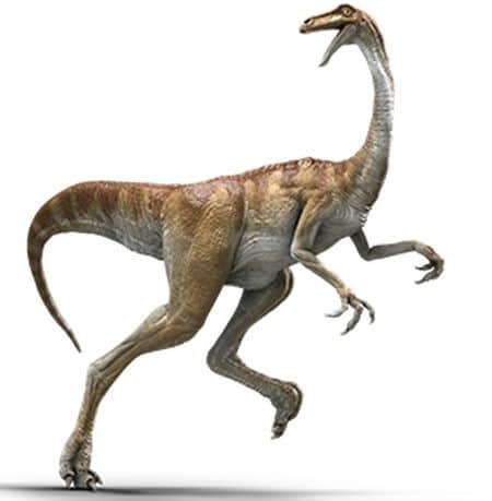 Le dinosaure Gallimimus.