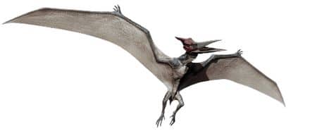 Pteranodon.