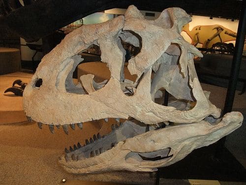 Crâne fossile du dinosaure Majungasaurus.