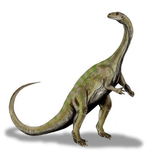 Le dinosaure Massospondylus.