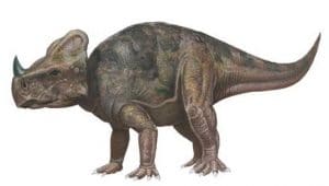 Montanoceratops.