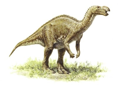 Muttaburrasaurus est un dinosaure découvert en Australie qui a vécu au Crétacé.