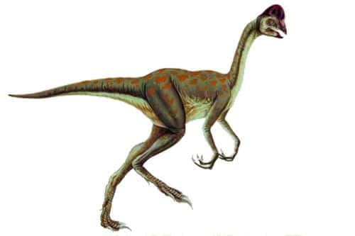 Oviraptor, classiquement représenté sans plume et avec une crête.