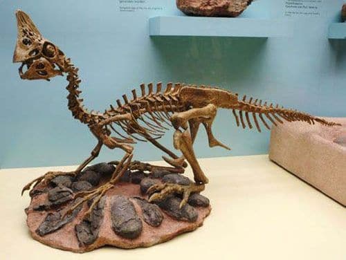 Squelette fossile d’Oviraptor et ses oeufs fossilisés, pondus dans un nid.