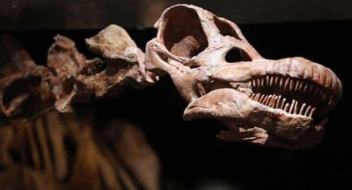Titanosaure fossile de 37 mètres et 70 tonnes découvert en Patagonie (Argentine) en 2014.