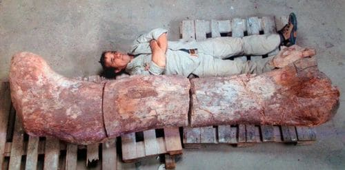 Fémur fossilisé de Titanosaure de 2,40 mètres découvert en Argentine.