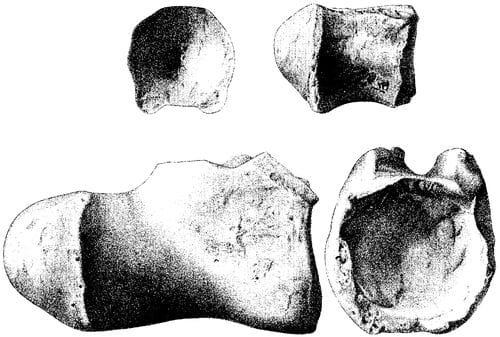 Titanosaurus blanfordi : vertèbres caudales distales de l'holotype.