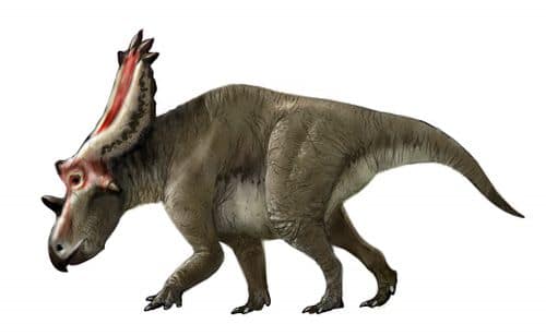 Le dinosaure Utahceratops, un Chasmosaurinae.