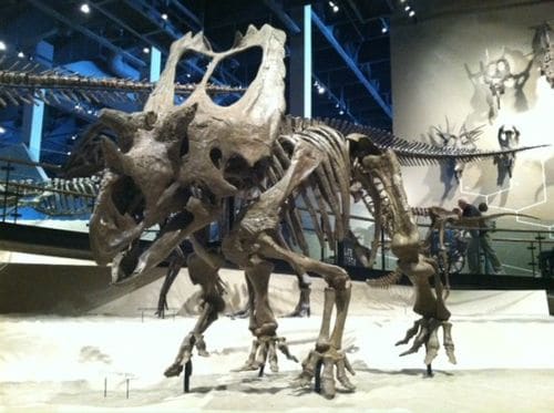 Squelette fossile du dinosaure Utahceratops.