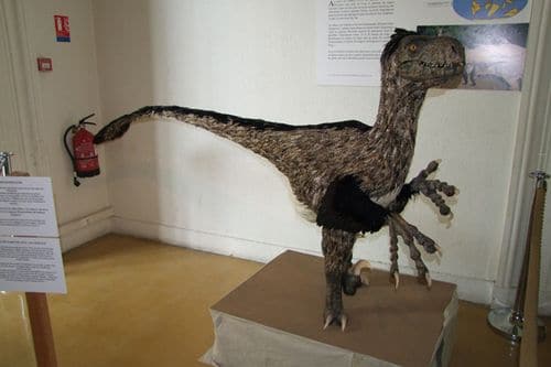 Le dinosaure Variraptor avec ses plumes.