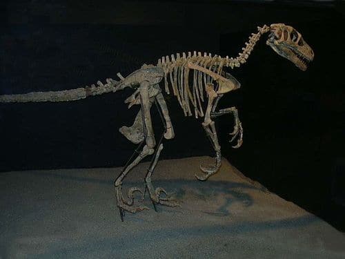 Squelette fossile du dinosaure Variraptor.
